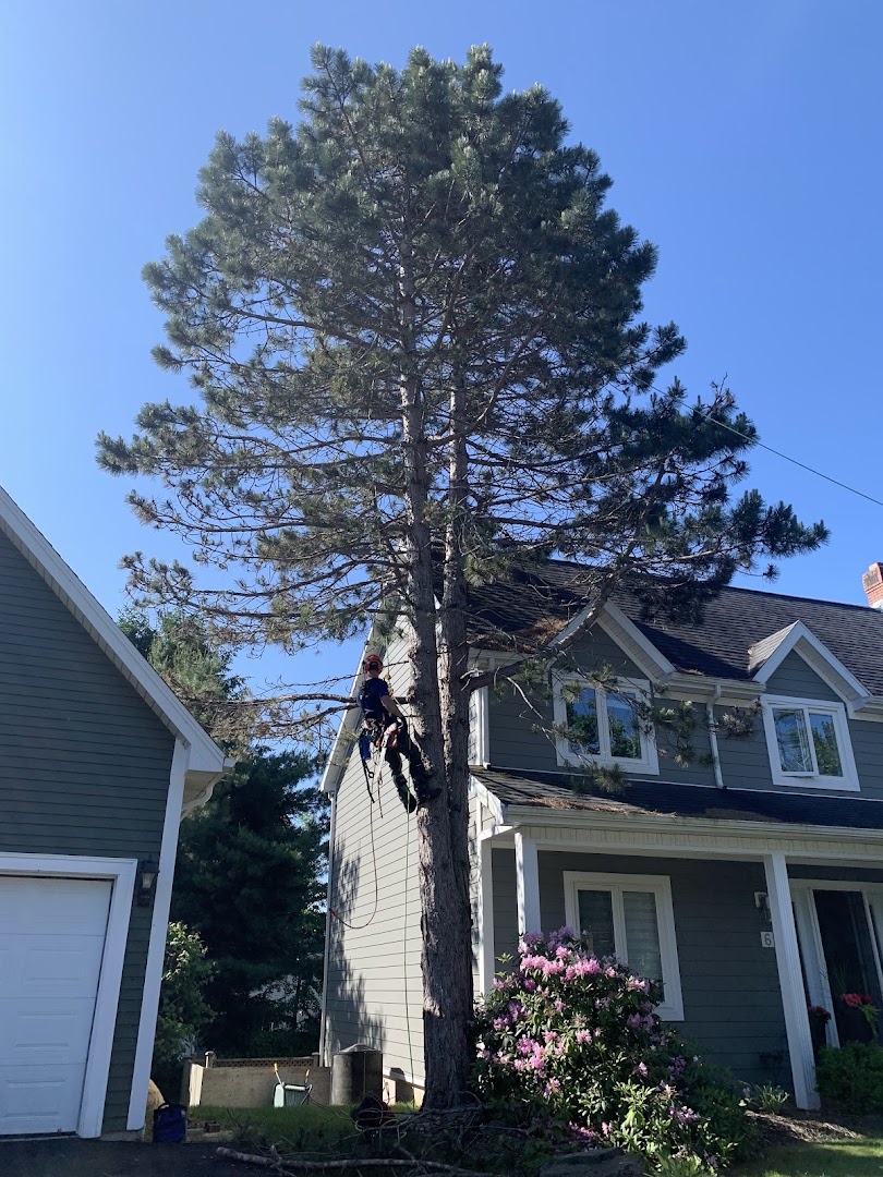 Landmark Tree Services website