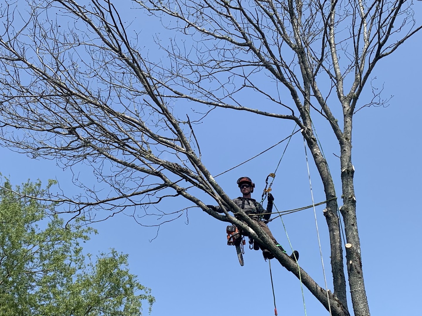 Landmark Tree Services Ltd. project photo